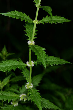 Ufer-Wolfstrapp, Lycopus europaeus  Gemeiner Wolfstrapp , Bl&uuml;te