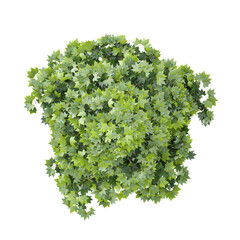 Platanus plant isolated on Canvas from the top view © Fouzia