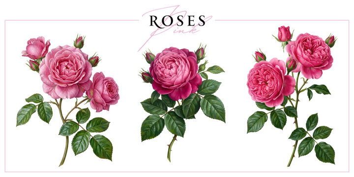 Pink roses isolated on a white background. Vintage painting style illustration.