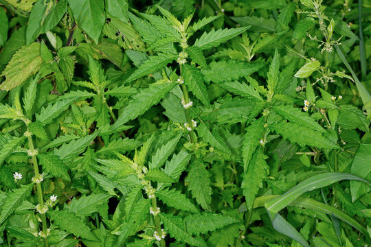 Ufer-Wolfstrapp, Lycopus europaeus  Gemeiner Wolfstrapp , Bl&uuml;te
