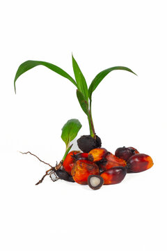 Oil palm seedling sprout with fresh palm oil loose fruits isolated on white background, organic agriculture plantation and cultivation concept