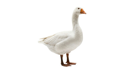 A majestic white goose stands proudly on a clean white background © Sapphire