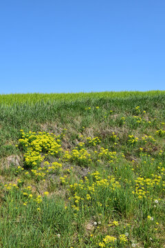 Zypressen-Wolfsmilch, Euphorbia cyparissias, Bl&uuml;te, Wiese, Weide