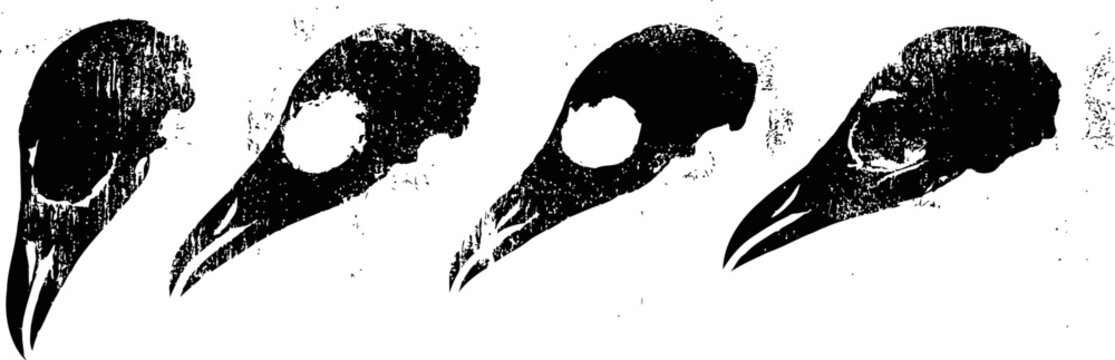 four minimalist black and white crow skull illustrations with detailed beak and eye socket views