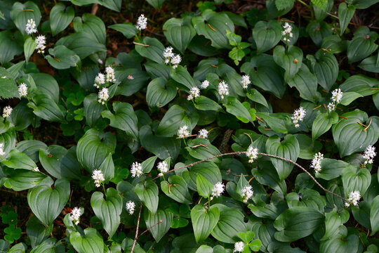 Schattenbl&uuml;mchen, Zweibl&auml;ttriges, Maianthemum bifolium, Bl&uuml;te