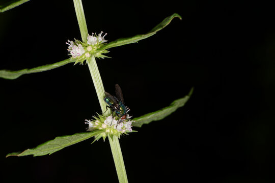 Ufer-Wolfstrapp, Lycopus europaeus  Gemeiner Wolfstrapp , Bl&uuml;te, Fliege