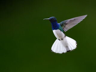 Fototapeta premium Male White-necked Jacobin Hummingbird Hovering with Spread Wings