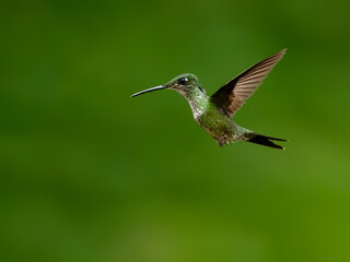 Fototapeta premium Empress Brilliant Hummingbird Flying Against Blurred Green Forest Background
