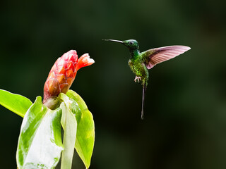 Fototapeta premium Empress Brilliant Hummingbird Hovering Near Red Flower In Rainforest