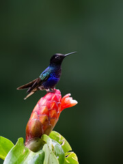 Fototapeta premium Male Velvet-purple Coronet Hummingbird Perched on Tropical Red Flower