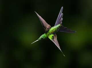 Fototapeta premium Empress Brilliant Hummingbird In Mid-Air Flight Against Dark Background