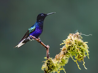 Fototapeta premium Velvet-purple Coronet Hummingbird Stretching Wings On Mossy Perch