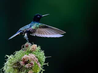Fototapeta premium Velvet-purple Coronet Hummingbird Stretching Wings On Mossy Perch