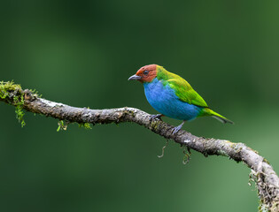 Obraz premium Bay-headed Tanager Perched on Mossy Branch in Tropical Forest