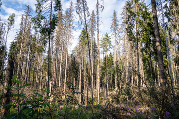 Obraz premium Wild pine forest in poor condition, storm aftermath broke dry dead trees with signs of bark beetle infestation, natural disaster in woodlands, many dried trees with destroyed bark, bugs invasion