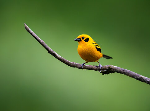 Golden Tanager Perching on a Branch in Tropical Rainforest