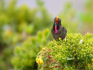 Fototapeta premium Male Rainbow-bearded Thornbill Hummingbird Perched on Green Flowering Bush