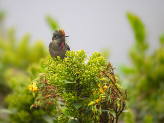 Fototapeta premium Male Rainbow-bearded Thornbill Hummingbird Perched on Green Flowering Bush