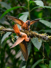 Fototapeta premium Two Shining Sunbeam Hummingbirds Interacting on a Mossy Branch