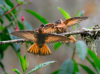 Fototapeta premium Two Shining Sunbeam Hummingbirds Interacting on a Mossy Branch