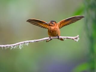 Fototapeta premium Shining Sunbeam Hummingbird Perched on Mossy Branch With Wings Spread