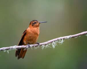 Fototapeta premium Shining Sunbeam Hummingbird Perched on a Thin Tree Branch