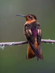 Fototapeta premium Shining Sunbeam Hummingbird Perched on a Thin Tree Branch