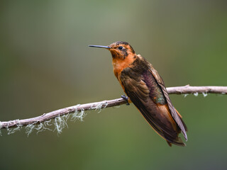 Fototapeta premium Shining Sunbeam Hummingbird Perched on a Thin Tree Branch