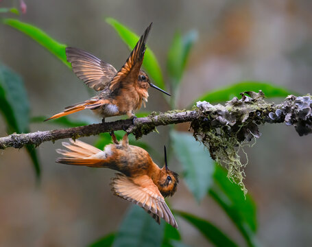  Two Shining Sunbeam Hummingbirds Interacting on a Mossy Branch