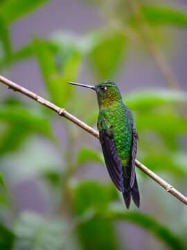Golden-breasted Puffleg Hummingbird Perched on Thin Branch in Rainforest