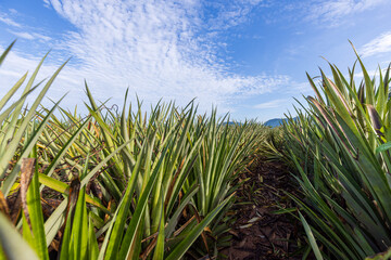 Fototapeta premium A panoramic view of a lush pineapple plantation field under a clear sky with rolling mountains in the background.