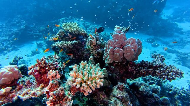 Vivid coral reef, deeper blue ocean and swimming small tropical fish. Marine life in the sea. Camera moving around the coral reef. Various corals, fish, underwater travel video.