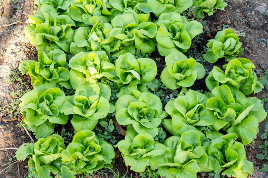 Lettuce plants growing in soil garden, green vegetable crop, fresh organic leaf