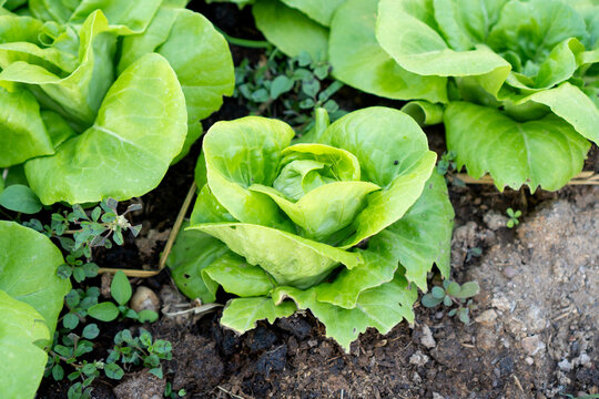 Leafy green vegetable plants growing in garden soil, fresh organic lettuce crop with natural texture