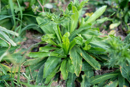 Green plant spiky leaf garden plant wildflower plant green foliage close up natural texture outdoor