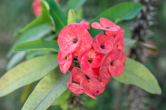 Pink flower cluster green leaf tropical plant close up garden bloom soft focus natural background floral texture