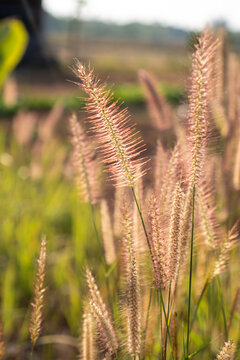Ornamental grass in warm sunlight with soft blur background and delicate pink seed head in natural field