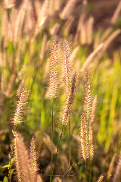 Ornamental grass seed heads in soft sunlight, natural meadow background with blurred green and gold tones