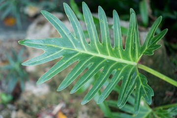 Tropical green leaf with long narrow lobes on blurred garden background © Achira22