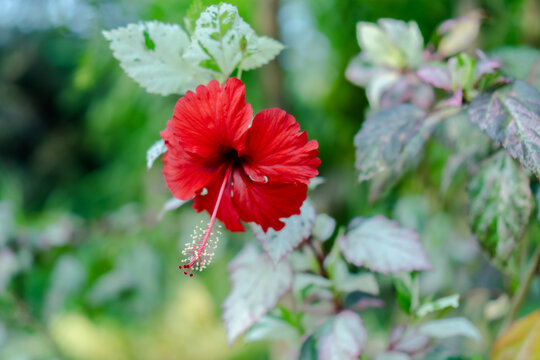 Red flower green leaf garden plant blurred background close up tropical flower nature scene floral bloom