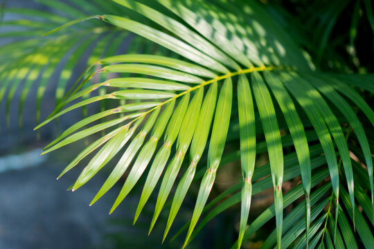 Green palm leaf tropical plant sunlight nature closeup foliage soft background