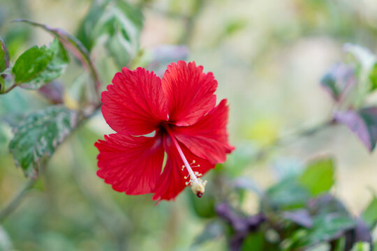 Red hibiscus flower with soft blurred garden background