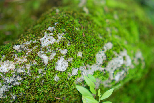 Moss covered rock with green plant in soft focus, natural forest texture