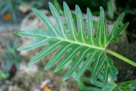 Tropical green leaf with long narrow lobes on blurred garden background