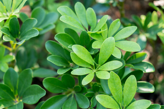 Green leaves plant foliage close up natural texture tropical plant fresh green garden background botanical detail