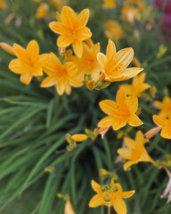 Fototapeta premium Yellow Daylily Macro Spring Flowers