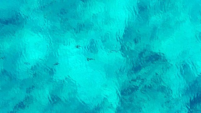 Beautiful overhead drone footage capturing the dark silhouettes of a small group of wild mahi-mahi fish gliding gracefully through crystal-clear turquoise ocean water. The high-angle shot showcases th
