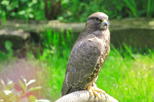 majest&auml;tischer M&auml;usebussard sitzt auf einem Ast, der Blick intensiv und fokussiert.
