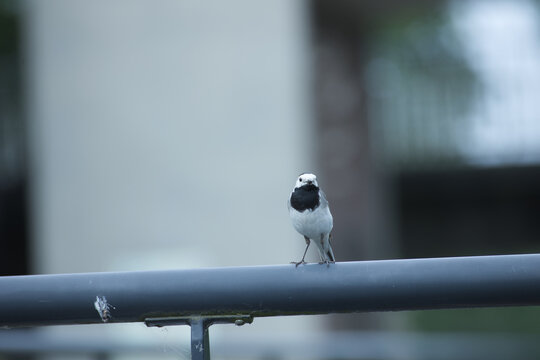 Bachstelze sitzt auf einem dunklen Metallgel&auml;nder vor einem unscharfen, hellgrauen Hintergrund, kleine Singvogel-Nahaufnahme in der Stadt