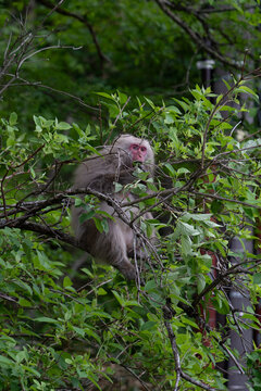 Japanese macaque sitting in fresh green forest in Kamikochi, Japan